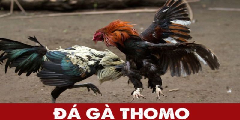 Đá gà Thomo mau chóng được đón nhận và yêu thích nhiều tại Việt Nam